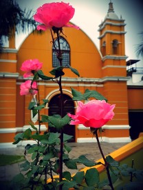roses-and-church