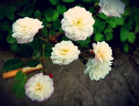tiny-roses