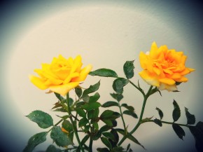 yellow-roses